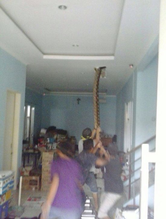 People Find Huge Snake Inside Of Their Home (3 pics)