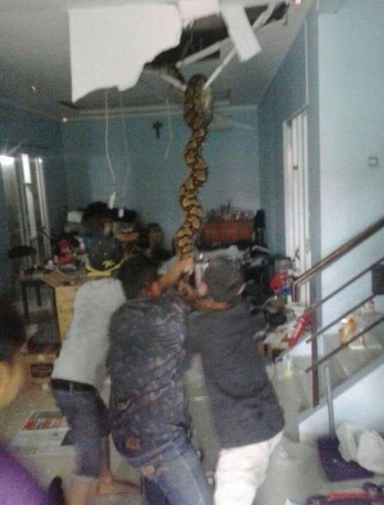 People Find Huge Snake Inside Of Their Home (3 pics)