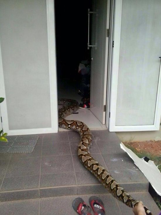 People Find Huge Snake Inside Of Their Home (3 pics)