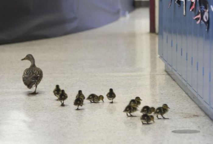 Mama Duck Leads Her Ducklings Through A School (3 pics)