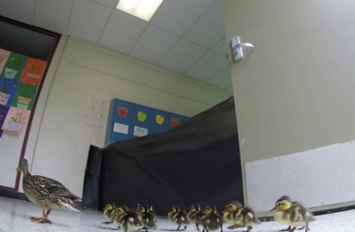 Mama Duck Leads Her Ducklings Through A School (3 pics)