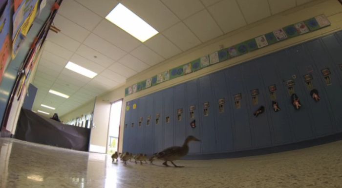 Mama Duck Leads Her Ducklings Through A School (3 pics)