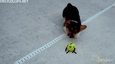 Gifs Can Always Be Improved By Adding Cute Faces To Them (16 gifs)