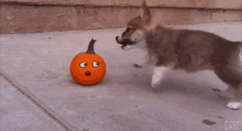 Gifs Can Always Be Improved By Adding Cute Faces To Them (16 gifs)
