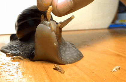Gifs Can Always Be Improved By Adding Cute Faces To Them (16 gifs)