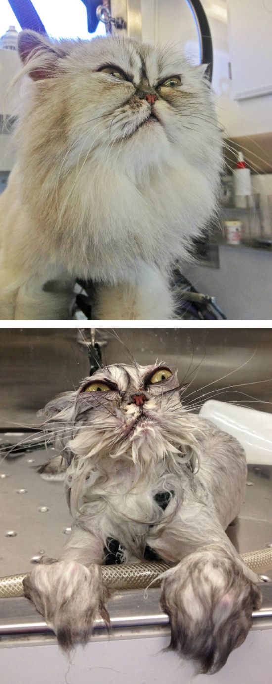 Cats And Baths Just Do Not Mix (21 pics)