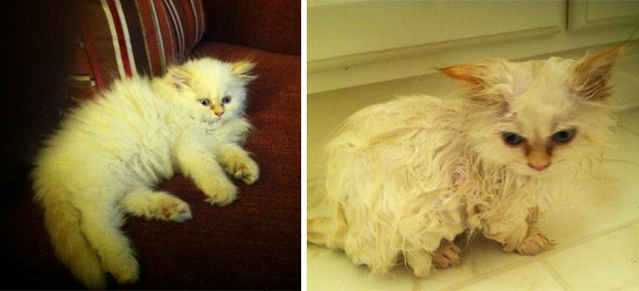 Cats And Baths Just Do Not Mix (21 pics)