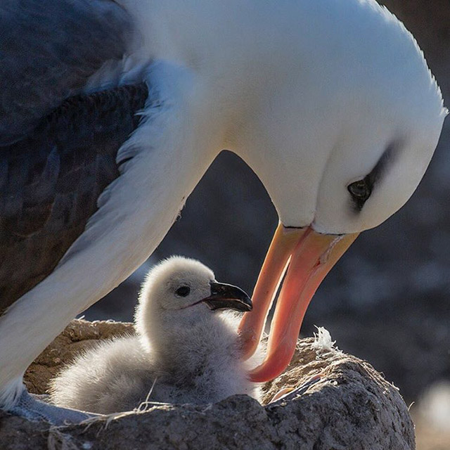 This Is Why You Need To Start Following National Geographic On Instagram Right Away (31 pics)