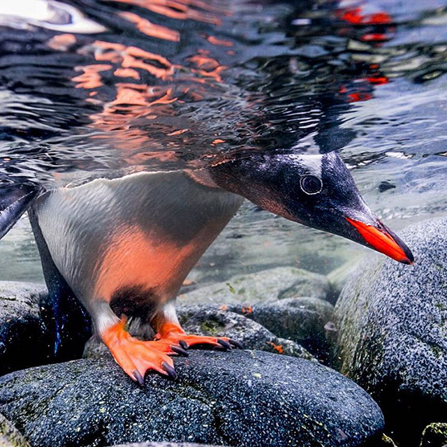 This Is Why You Need To Start Following National Geographic On Instagram Right Away (31 pics)