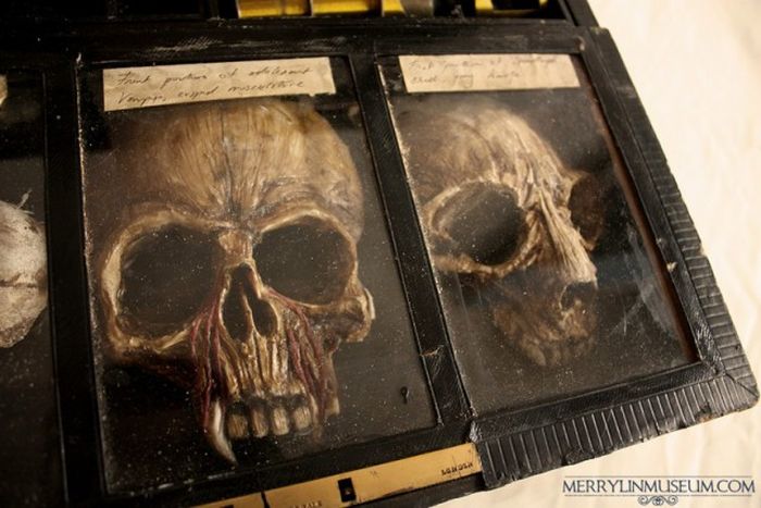 Old Bodies From Strange Creatures Were Discovered In A London Basement (23 pics)