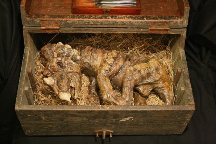 Old Bodies From Strange Creatures Were Discovered In A London Basement (23 pics)
