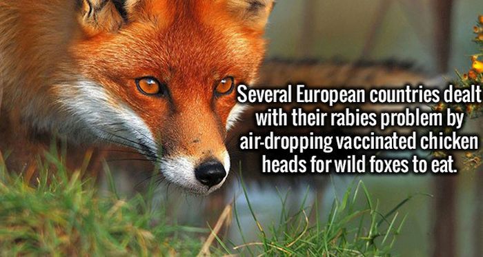 Expand Your Mind With These Unusual Facts (20 pics)