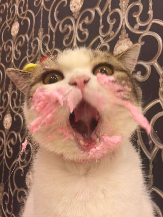 Adorable Cat Eats Cake For His Birthday (4 pics)