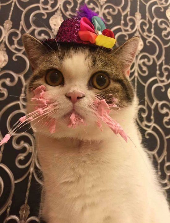 Adorable Cat Eats Cake For His Birthday (4 pics)