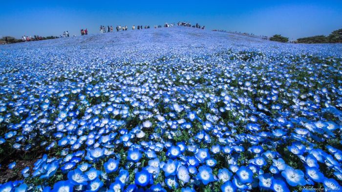 Millions Of Flowers Have Bloomed In Japan’s Hitachi Seaside Park (8 pics)
