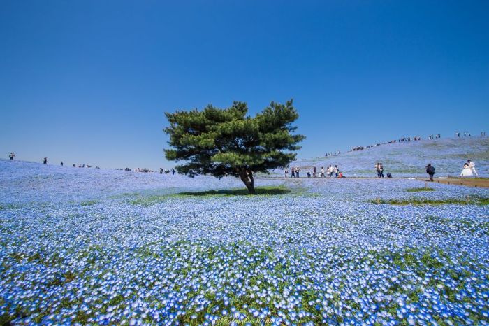 Millions Of Flowers Have Bloomed In Japan’s Hitachi Seaside Park (8 pics)