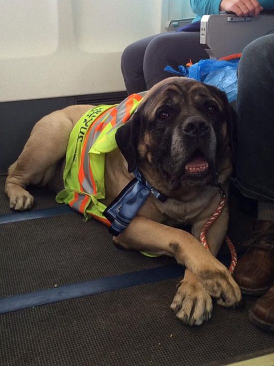 Canadian North Airlines Is Letting People Fly With Their Pets (9 pics)