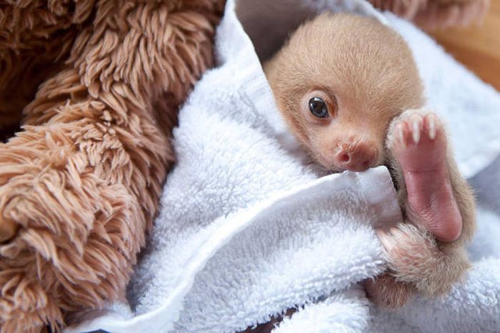 In Costa Rica There's An Institute That Takes Care Of Orphaned Sloths (16 pics)