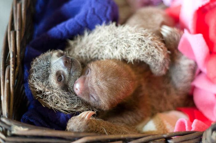 In Costa Rica There's An Institute That Takes Care Of Orphaned Sloths (16 pics)