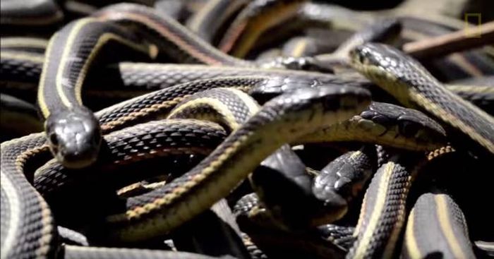 Thousands Of Snakes Come Out Of Hibernation In Canada (12 pics)