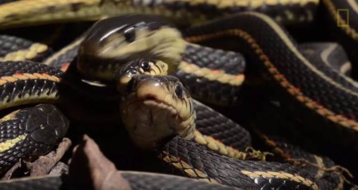 Thousands Of Snakes Come Out Of Hibernation In Canada (12 pics)