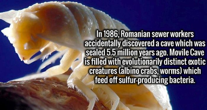 Amazing Facts That Will Give Your Brain An Awesome Workout (20 pics)