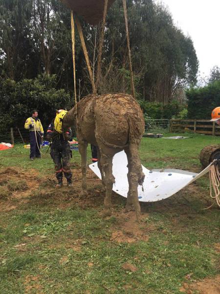 Horse Gets Rescued After Spending Four Hours In A Ditch (11 pics)