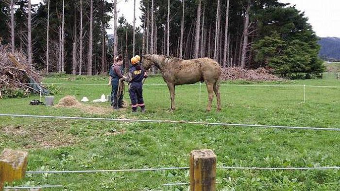 Horse Gets Rescued After Spending Four Hours In A Ditch (11 pics)