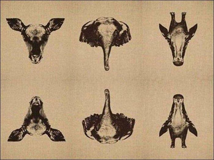 One Glance Isn't Going To Be Enough, You Have To Look Twice At These Pictures (43 pics)