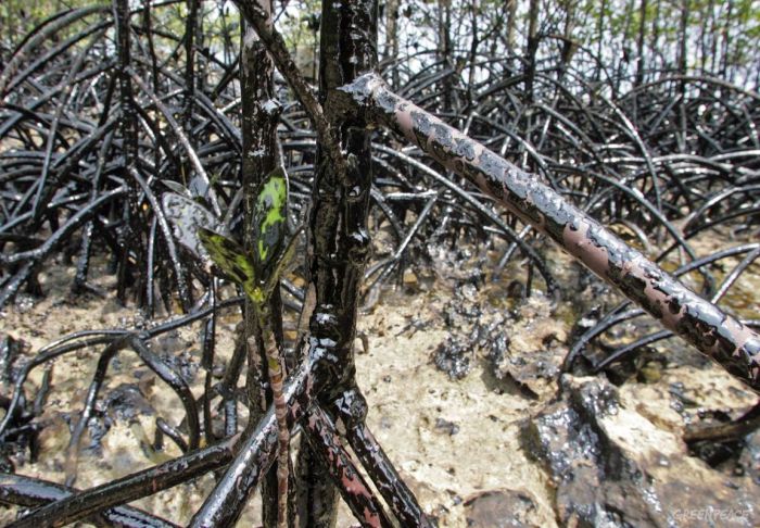 Mangrove Forests Are Dying In The Philippines (5 pics)