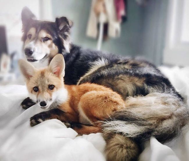 A Pet Fox And A Dog Have Formed A Wonderful Friendship (11 pics)