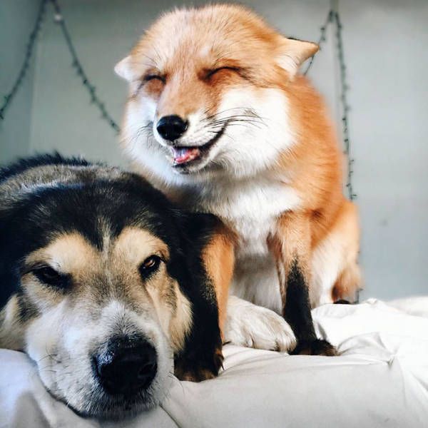 A Pet Fox And A Dog Have Formed A Wonderful Friendship (11 pics)