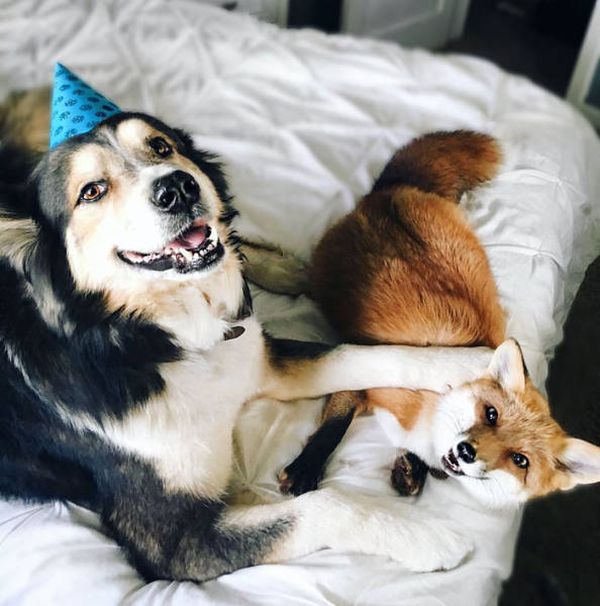 A Pet Fox And A Dog Have Formed A Wonderful Friendship (11 pics)