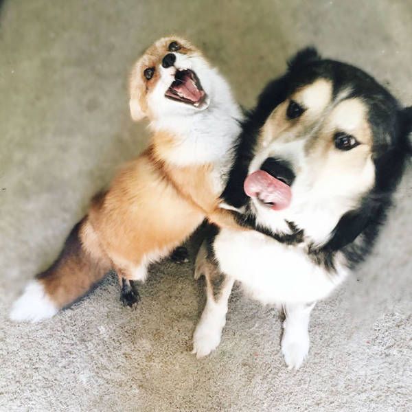 A Pet Fox And A Dog Have Formed A Wonderful Friendship (11 pics)