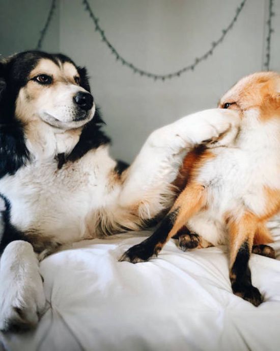 A Pet Fox And A Dog Have Formed A Wonderful Friendship (11 pics)