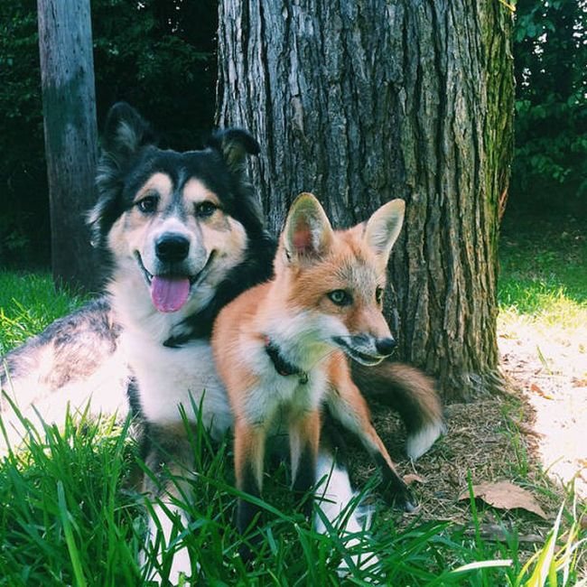 A Pet Fox And A Dog Have Formed A Wonderful Friendship (11 pics)