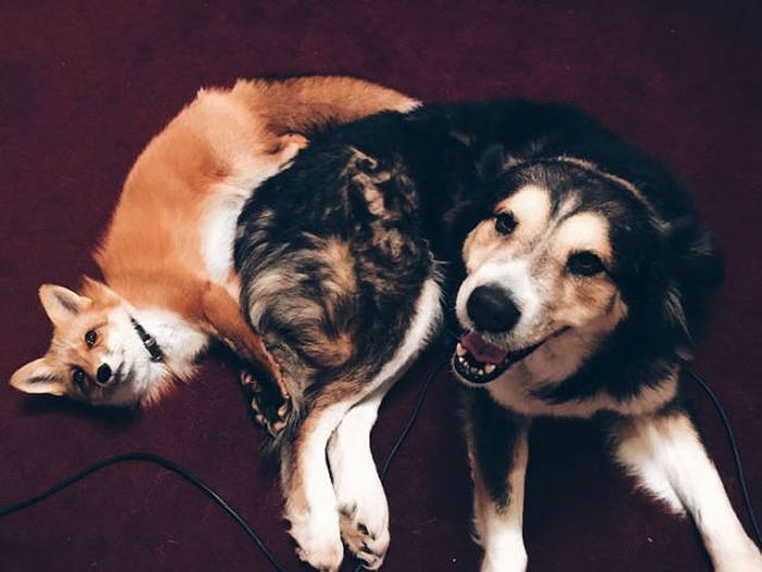 A Pet Fox And A Dog Have Formed A Wonderful Friendship (11 pics)
