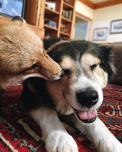 A Pet Fox And A Dog Have Formed A Wonderful Friendship (11 pics)