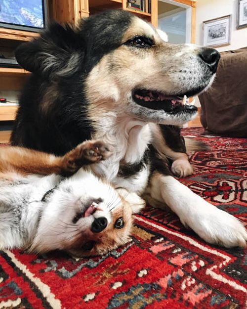 A Pet Fox And A Dog Have Formed A Wonderful Friendship (11 pics)