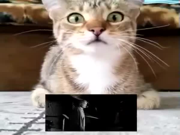 Cat Watches Psycho