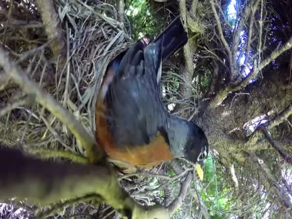 Incredible Time Lapse Of Birds Nest