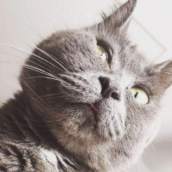This Cat's Face Makes Him Look Like He's Permanently Surprised (14 pics)