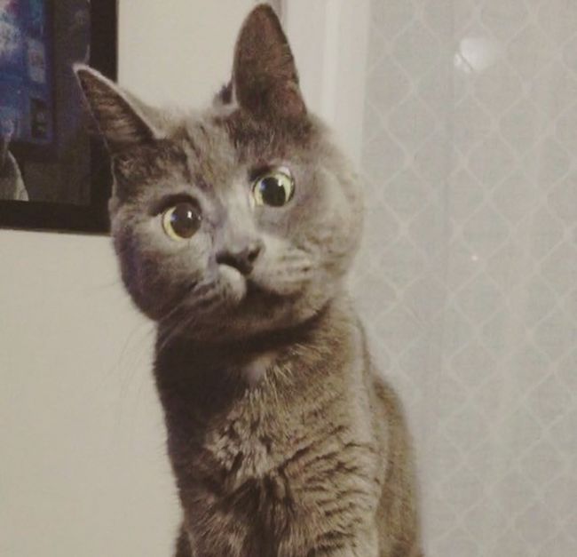 This Cat's Face Makes Him Look Like He's Permanently Surprised (14 pics)