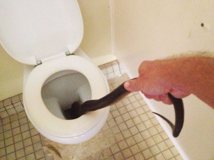 Python Pops Up In A Women's Bathroom In Australia (4 pics)