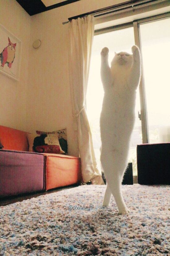 Ballet Cat Dances Like It's Never Danced Before (8 pics)