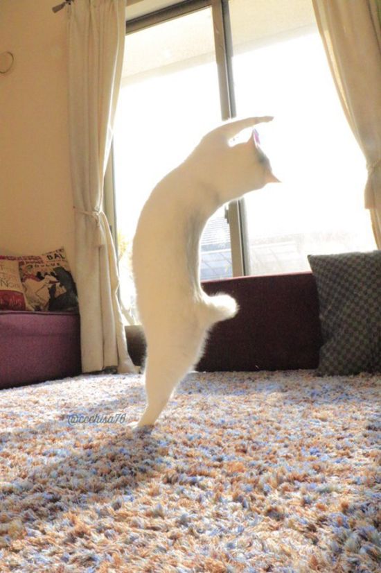 Ballet Cat Dances Like It's Never Danced Before (8 pics)