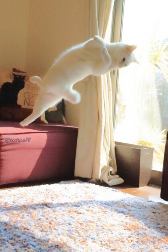 Ballet Cat Dances Like It's Never Danced Before (8 pics)