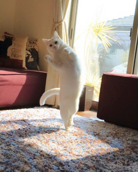 Ballet Cat Dances Like It's Never Danced Before (8 pics)