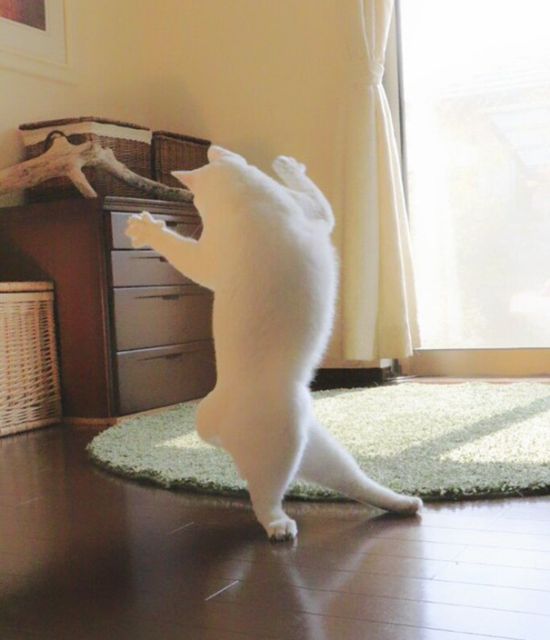 Ballet Cat Dances Like It's Never Danced Before (8 pics)