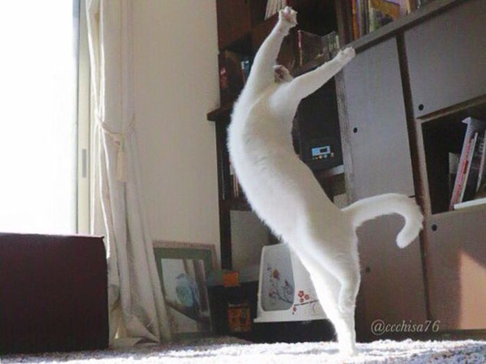 Ballet Cat Dances Like It's Never Danced Before (8 pics)